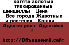 котята золотые тиккированные шиншиллы › Цена ­ 8 000 - Все города Животные и растения » Кошки   . Адыгея респ.,Адыгейск г.